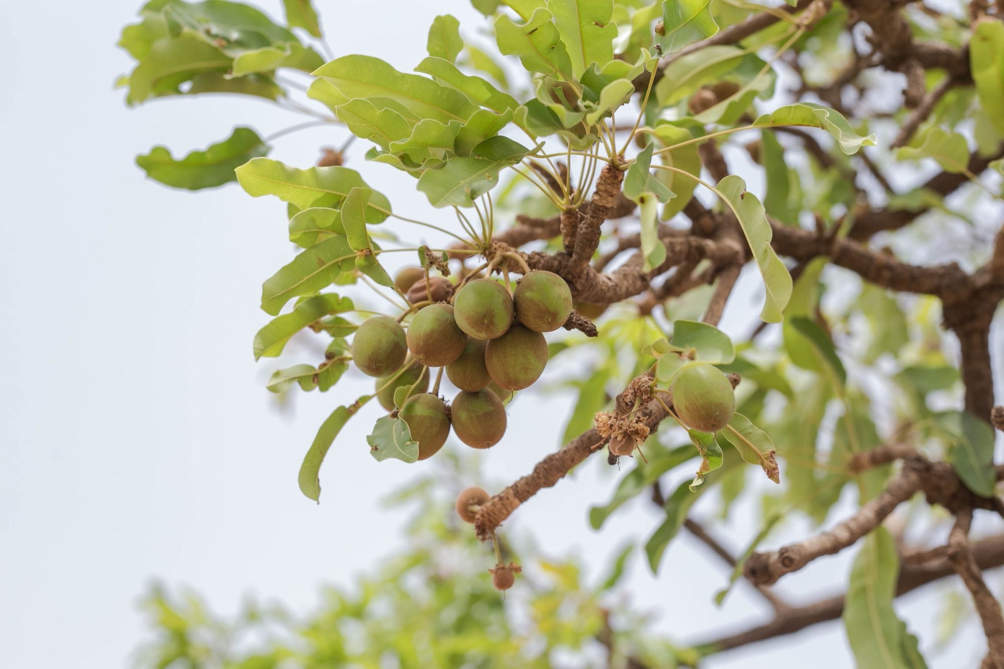Global Shea Alliance Launches ‘Shea More Love’ on International Day of Rural Women