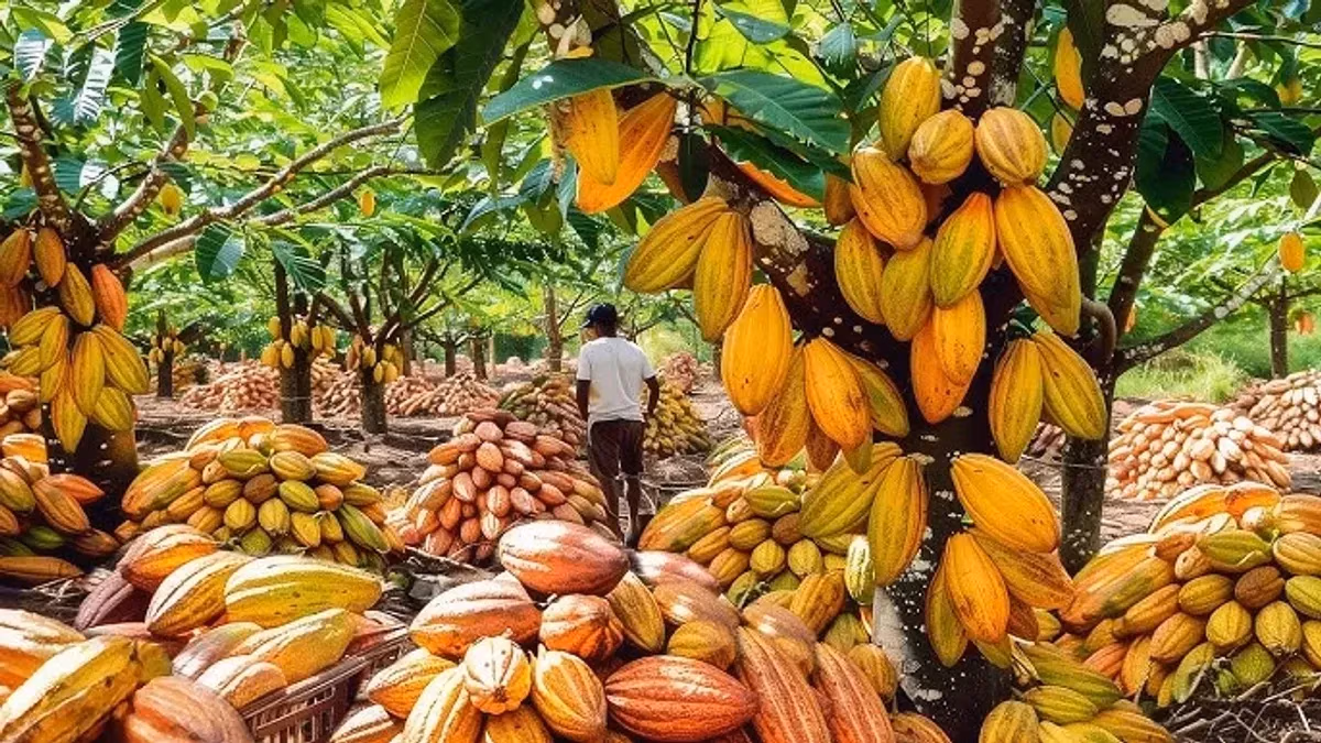 CocoBod steps up farmer payments for cocoa recovery