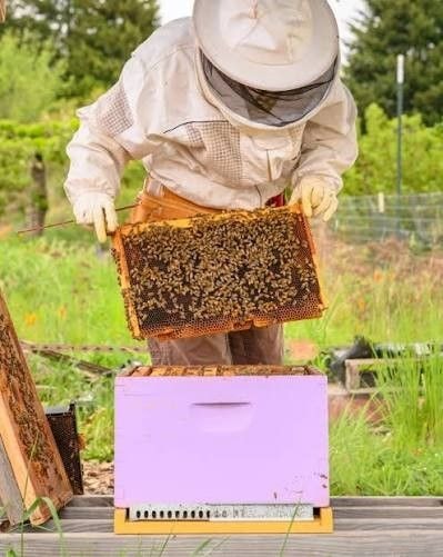 Editorial: Local honey-makers target premium export markets