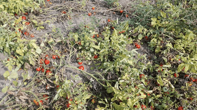 Keta farmers struggle to find market for bumper tomato harvest