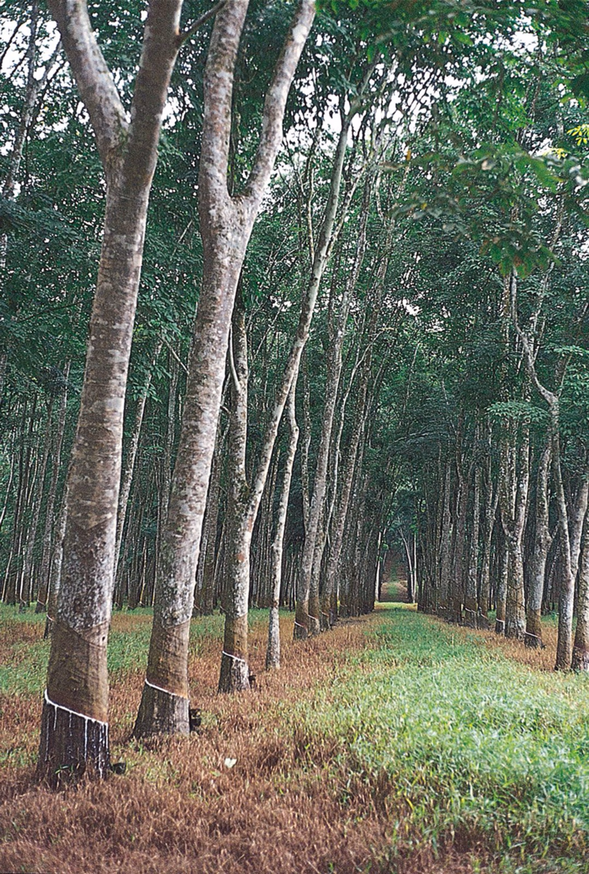 TCDA rolls out 3m rubber seedling plan