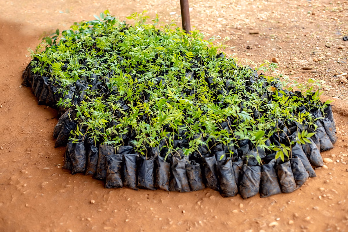 ofi distributes 2.6m trees to cocoa farmers across Ghana and Côte d’Ivoire