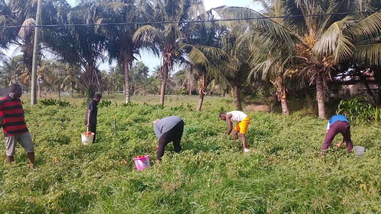 Vegetable farmers seek cold storage, processing plant to curb post-harvest losses
