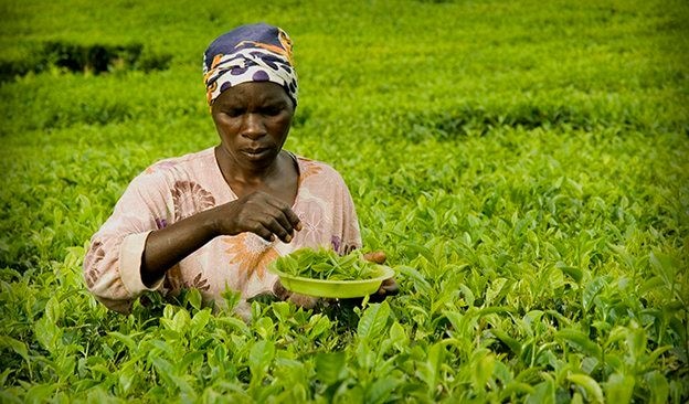 Farmers expect 10% budget allocation to agric next year