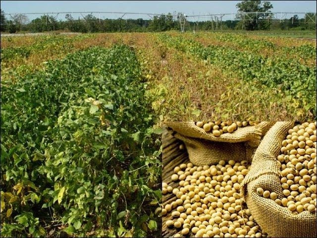 CSIR-SARI sensitises farmers on soybean management practices