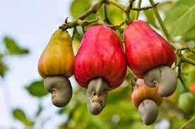 Big headache for cashew, mango farmers