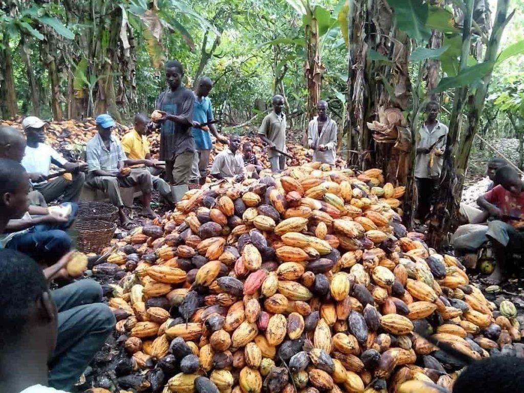 Cocoa production forecast to fall by one-third