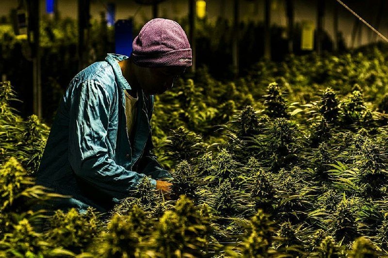 Legal cannabis market in limbo