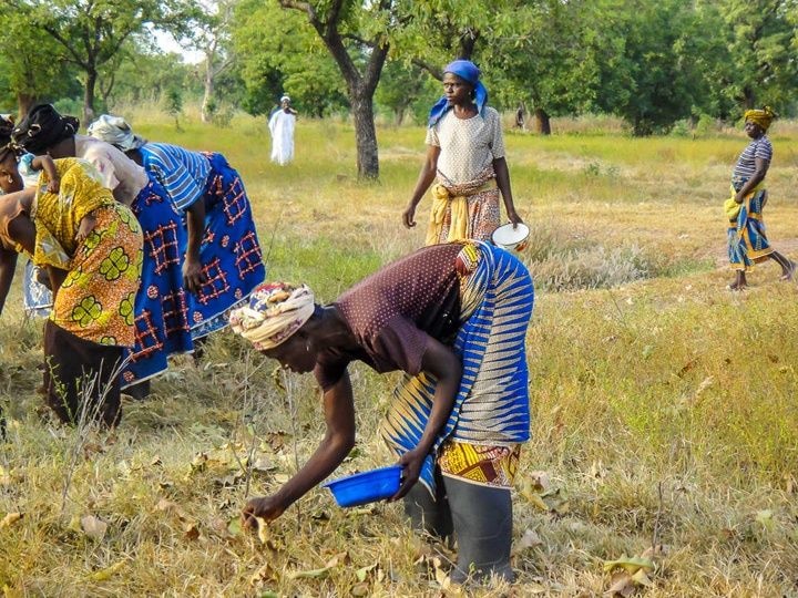 Female Shea processors receive training in financial accounting