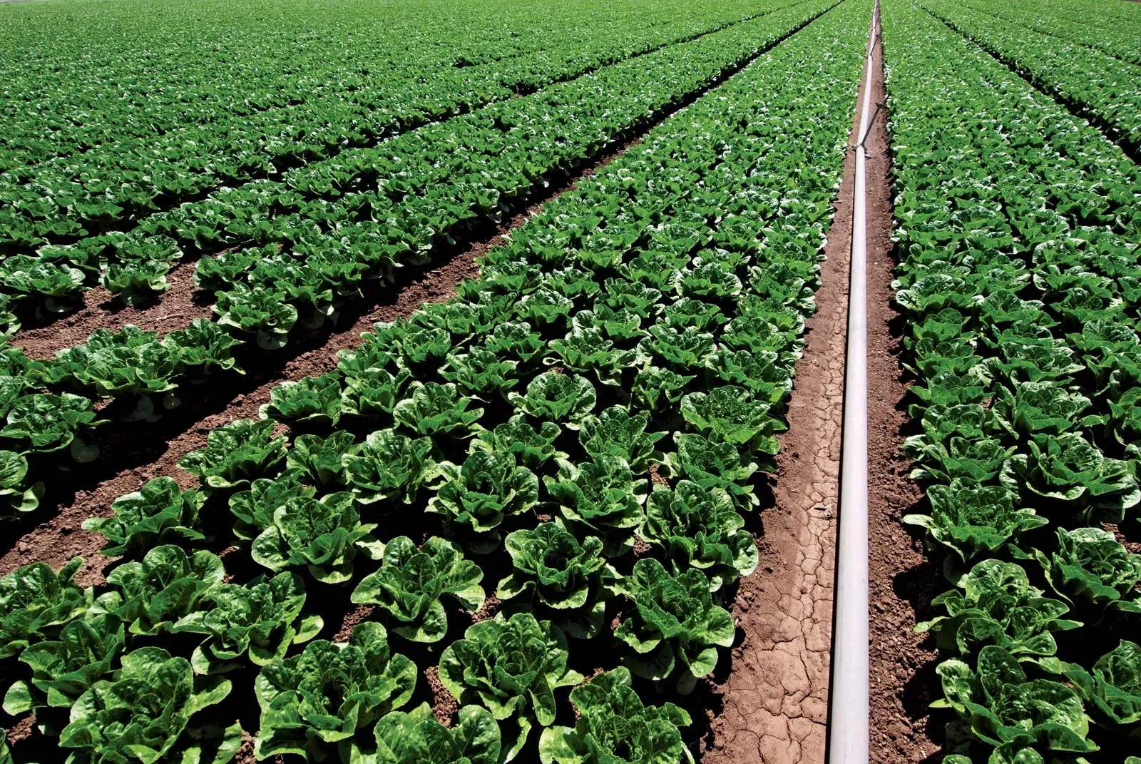 Agric must be treated as an industry