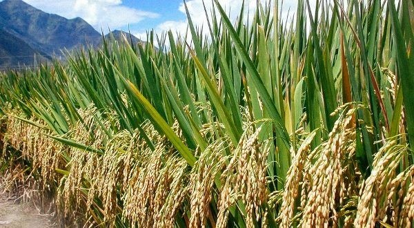 Local rice production to kick-start economic turnaround