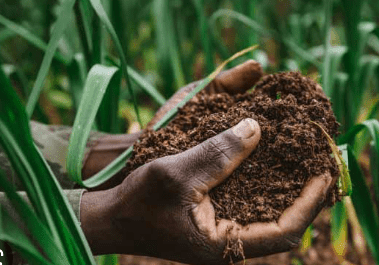 Eco-friendly Biochar is an effective soil-conditioner for ecological sustainability – UDS Scientists