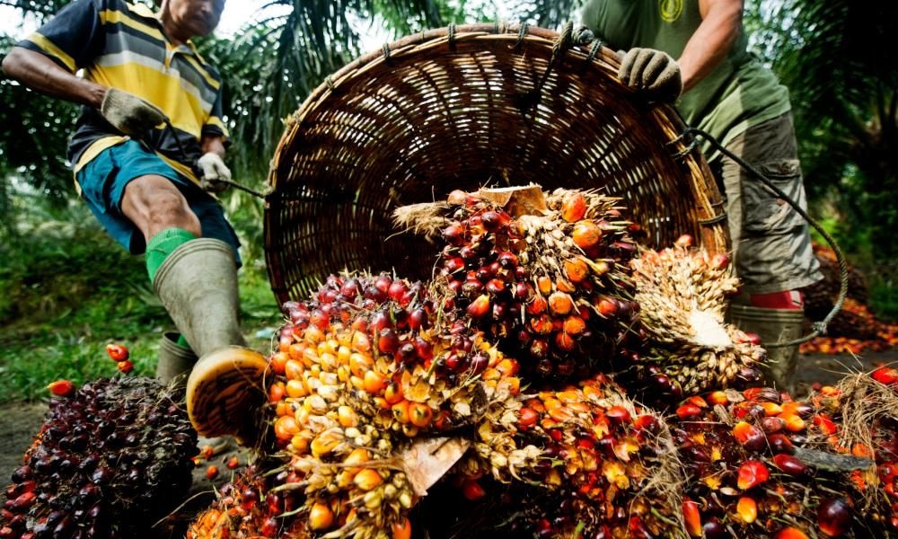 Oil palm import hits US$1.17bn in 3yrs