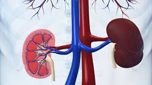 Rising kidney, liver diseases attributed to herbal medicine misuse