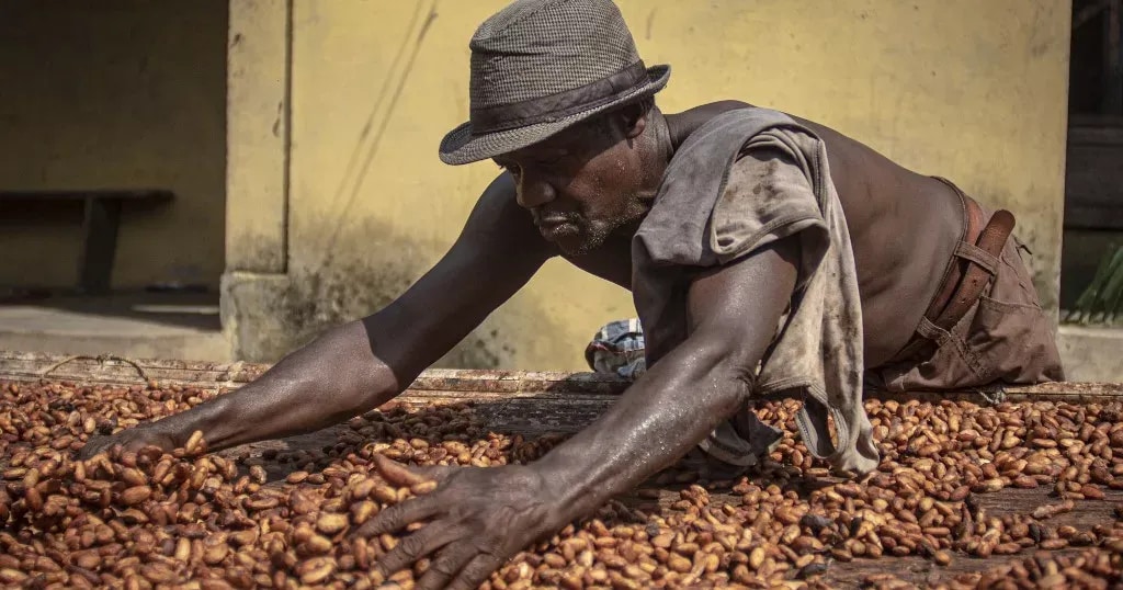 Cocoa producer price up 58%