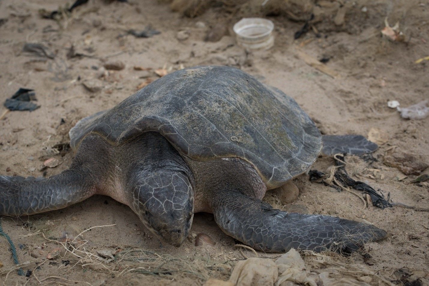 Sea turtle poaching on the rise; as EJF undertake rescue initiatives