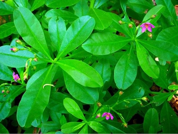 Waterleaf improves blood level, brain health, reduces colon & breast cancer risk & more