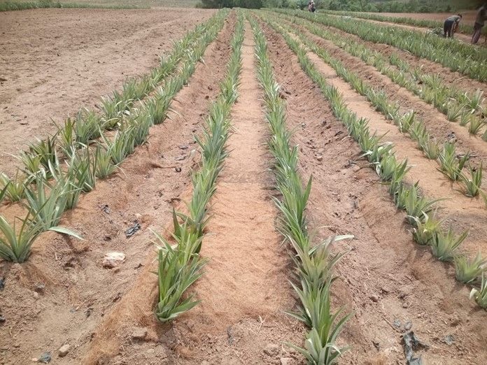 University of Northampton leads research into alternative plastic mulch solutions