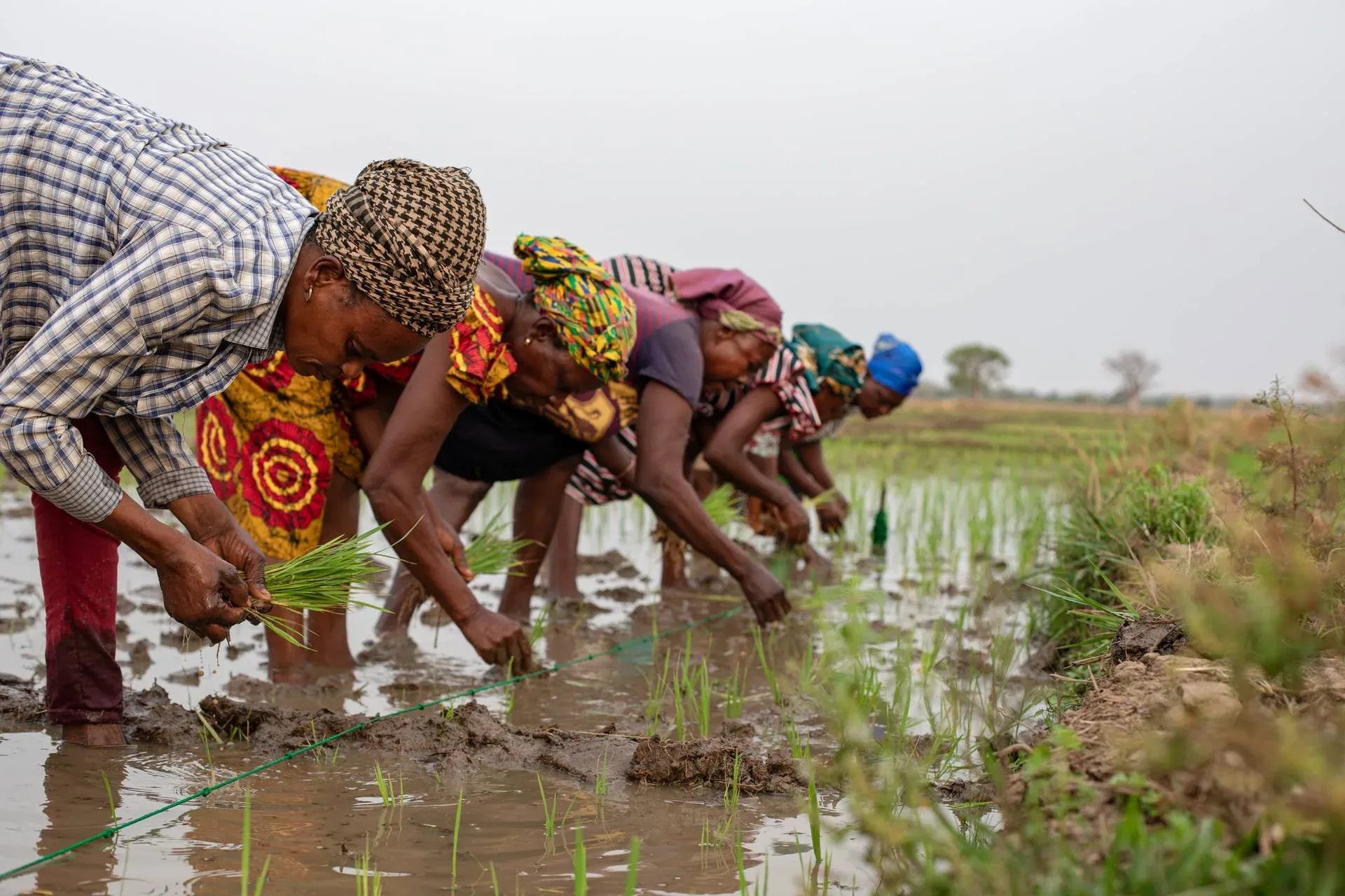 Farmers oppose GMO seeds under PFJ 2.0