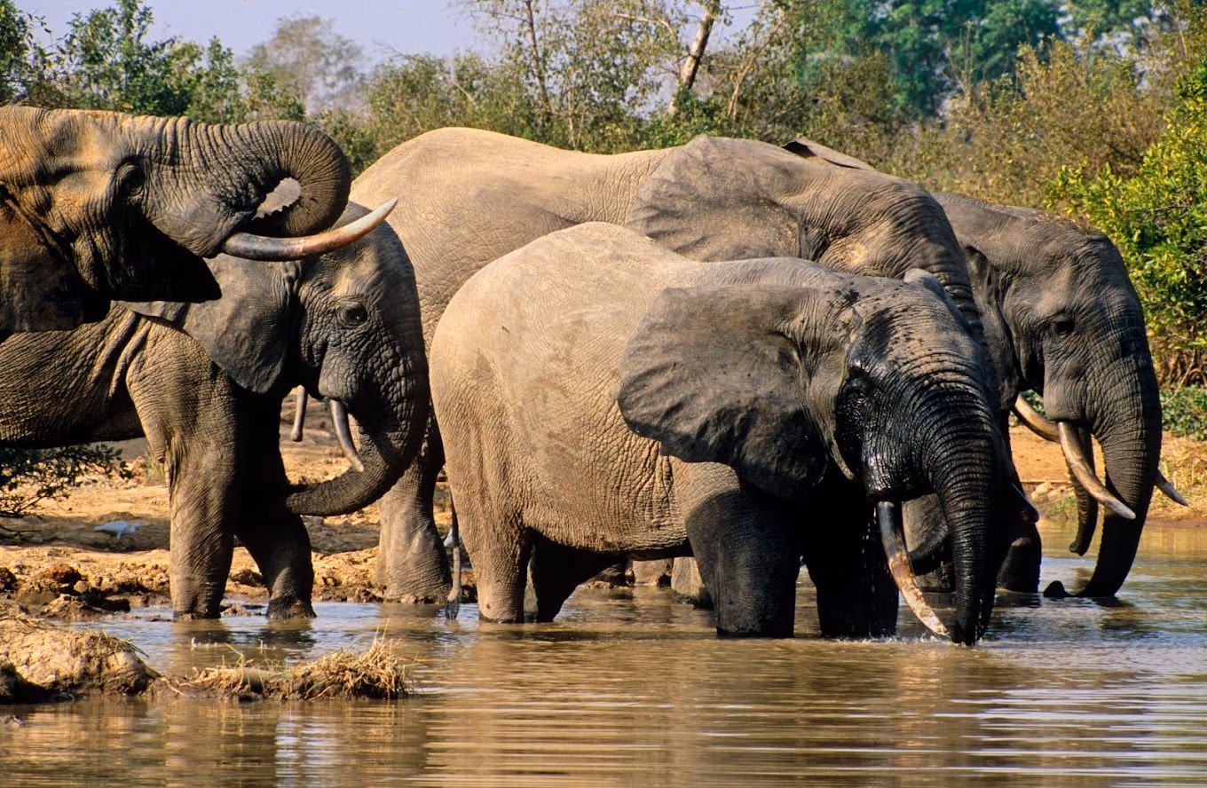 Mole National Park: haven for conservation and ecotourism in Northern Region