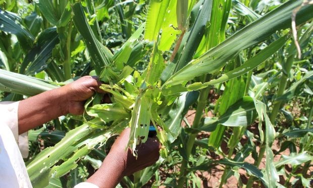 Northern, middle belt agric zone in crisis