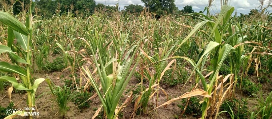 Upper West Region faces severe dry spell