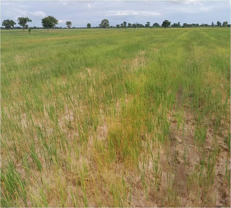 Dry spell affects 60% of farms in Northern Region