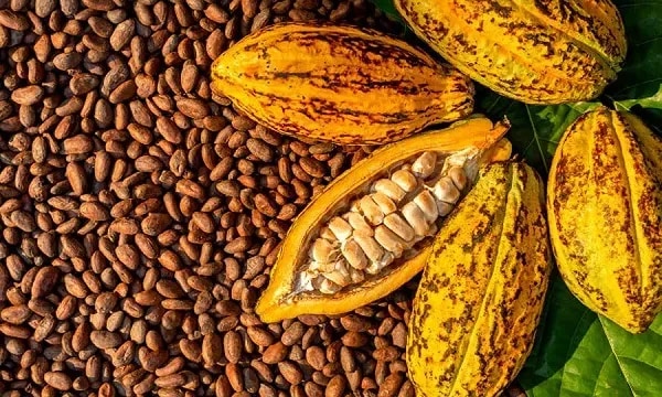 SIKAKROM with Gideon Donkor: Cocoa price crash and Cocobod’s challenge