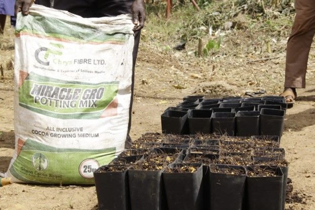 COCOBOD adopts soilless technology