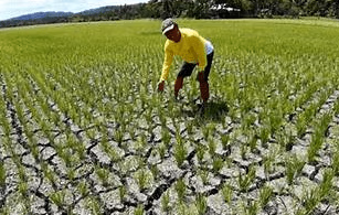 World Vision allocates US$8m to farmers affected by drought