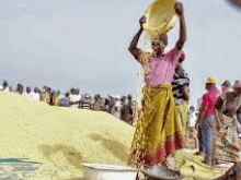 Editorial: Rice consumption & production forecasted to increase