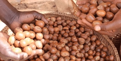 Editorial: Export of raw shea nuts growing threat to local processors, value chain actors