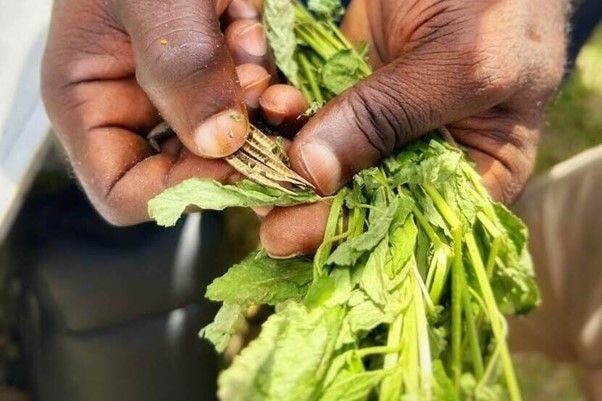 King'sDay2025: Conserving Ghana’s biodiversity: Safeguarding neglected and underutilised species