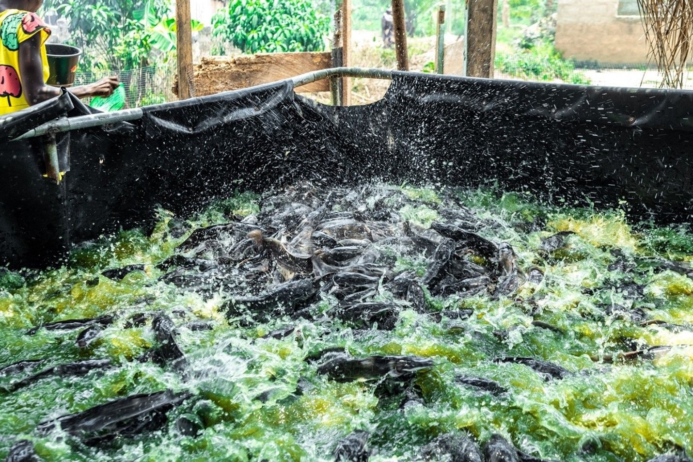 KIC, Mastercard Foundation boosts rural women’s livelihood via aquaculture