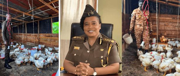 Manhyia Local Prison’s poultry farm is enhancing nutrition and feathered rehabilitation