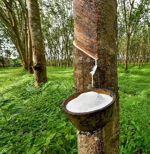 Editorial: Unprocessed export of raw rubber drains economy
