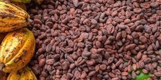 Reflections by S.M.A: Cocoa should never be a political pawn