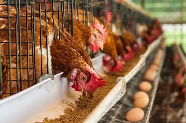 Seven livestock breeding stations up for repair