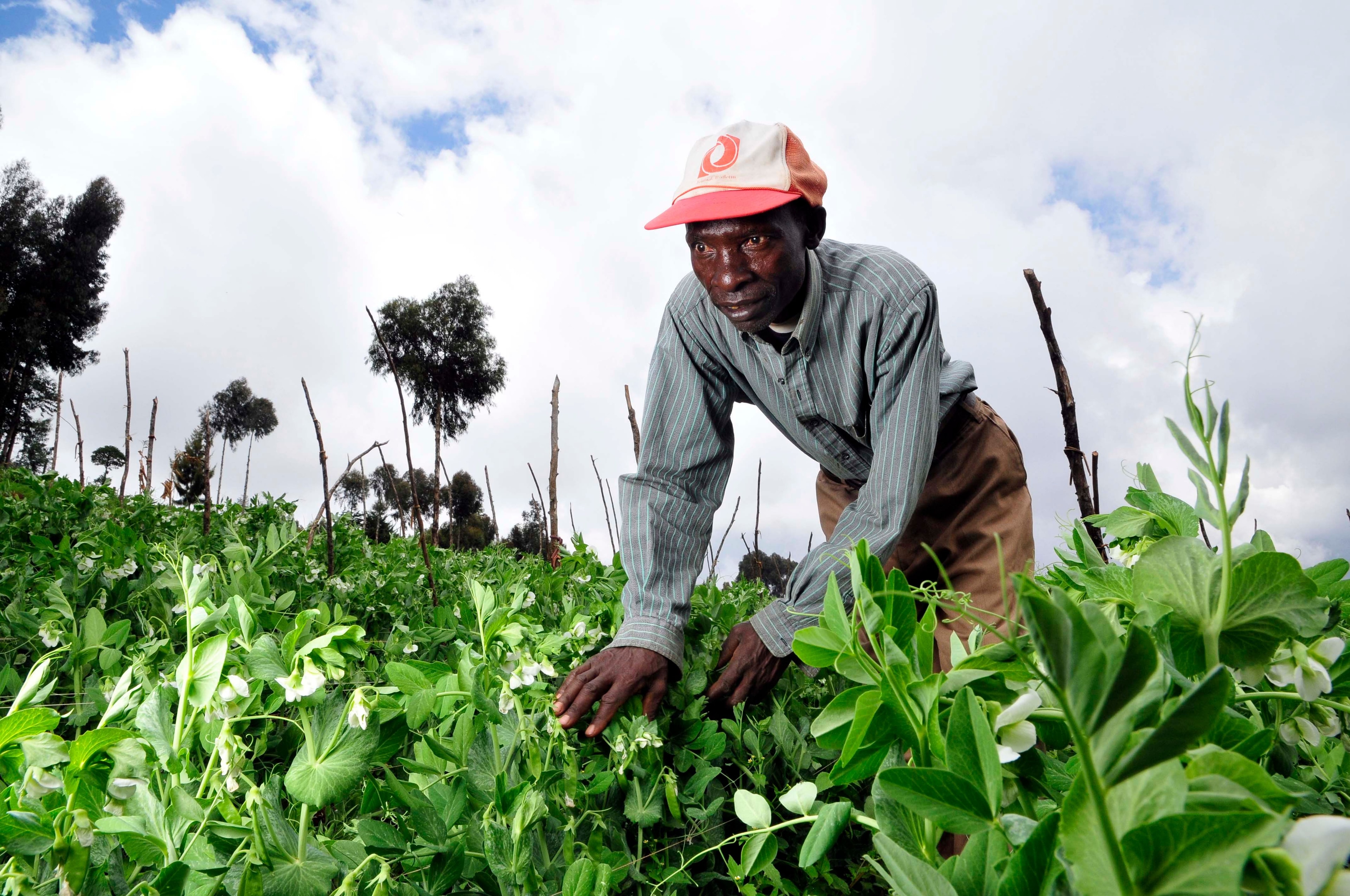 Editorial: Feeding Ghana and securing the future, tribute to farmers/fisherfolk