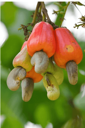 Value chain actors criticize 20% cashew price reduction