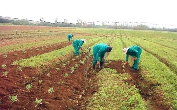 Decentralisation without resources: Why agriculture is failing at the local level