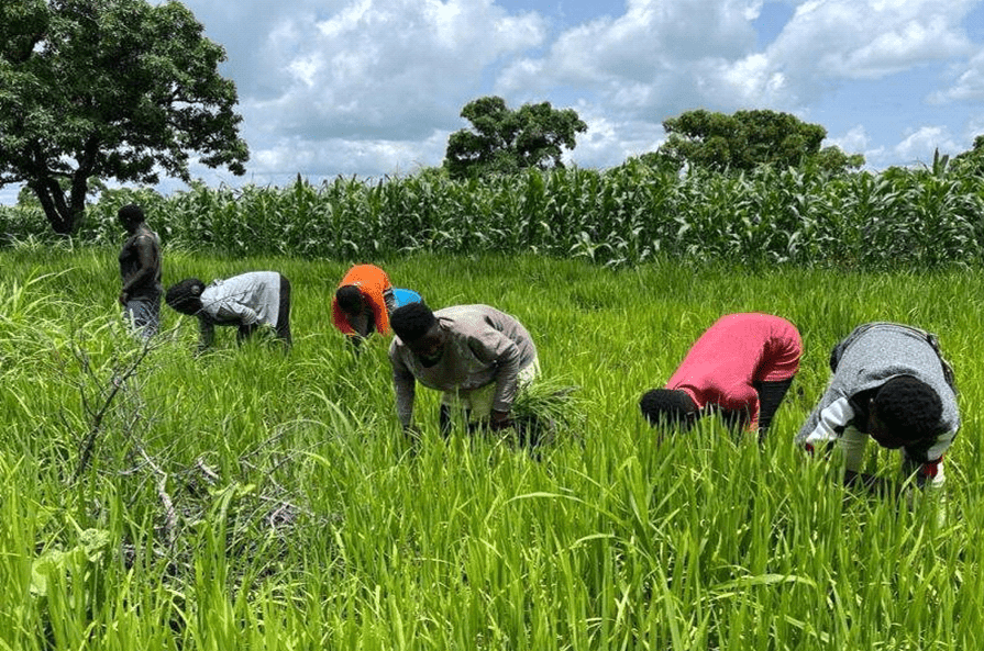 Food glut crisis worsens, as imports and policy delays threaten food security