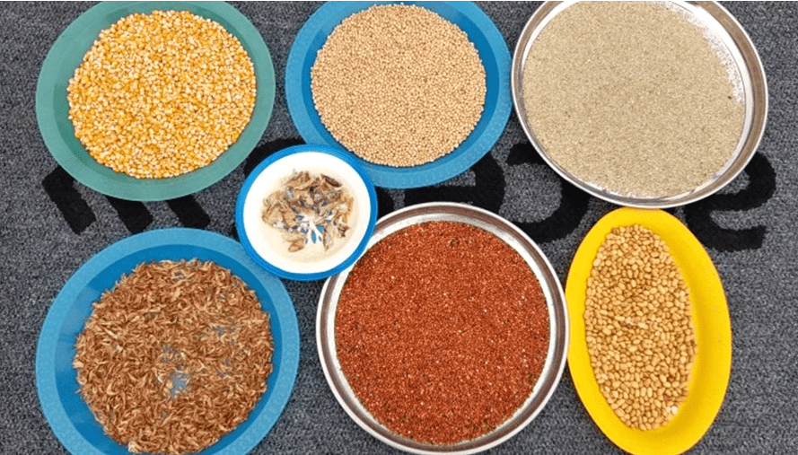 Over 30% of locally produced cereal contaminated