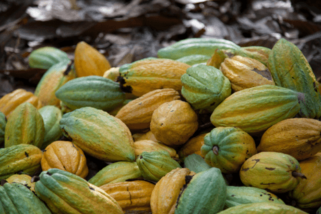 COVID-19 response: five things COCOBOD can reinforce to sustain the cocoa sector