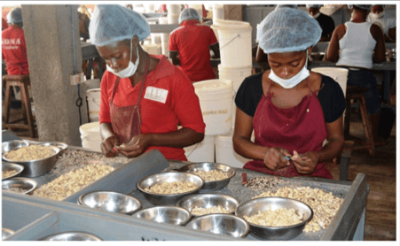 Defunct Kona Agro Processing to bounce back …as it secures a deal with Australian firm