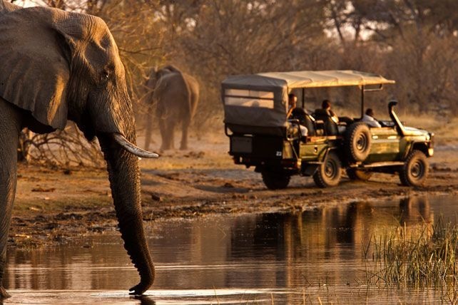 Jobs gone, investments wasted: Africa's deserted safaris leave mounting toll