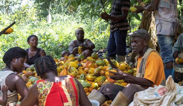 Cocoa farmers eye sweet success from chocolate