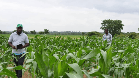 Delays in fertiliser payments threaten PFJ’s sustainability