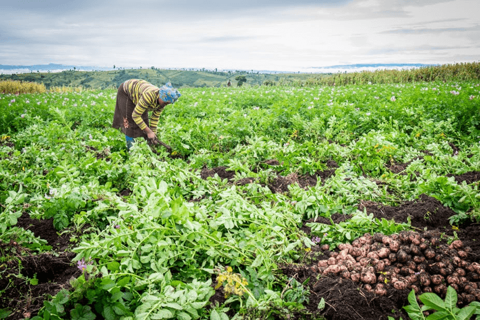 Africa has a growing food security problem: why it can’t be fixed without proper data