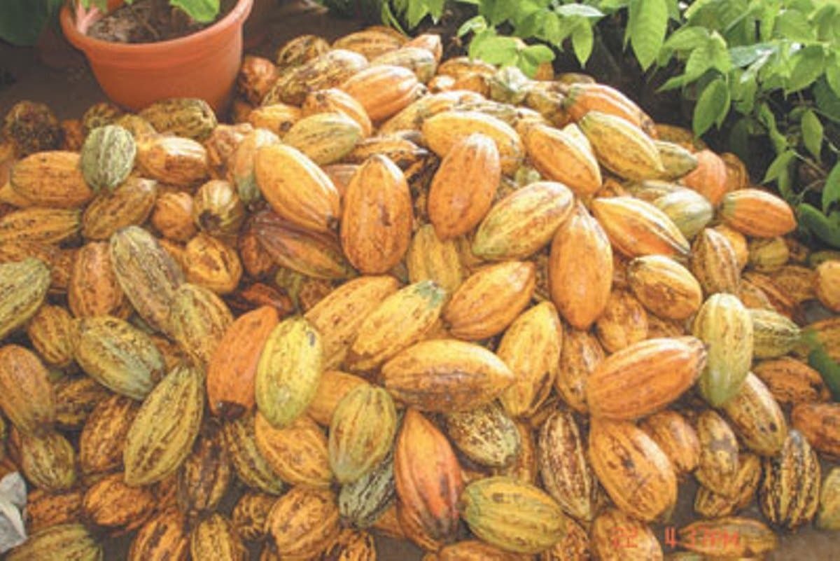 West Africa hard pressed to expand cocoa market share
